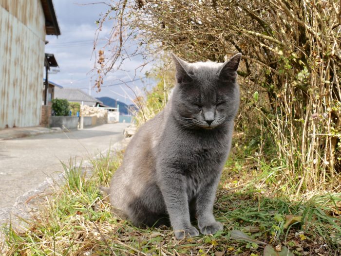 犬島の猫